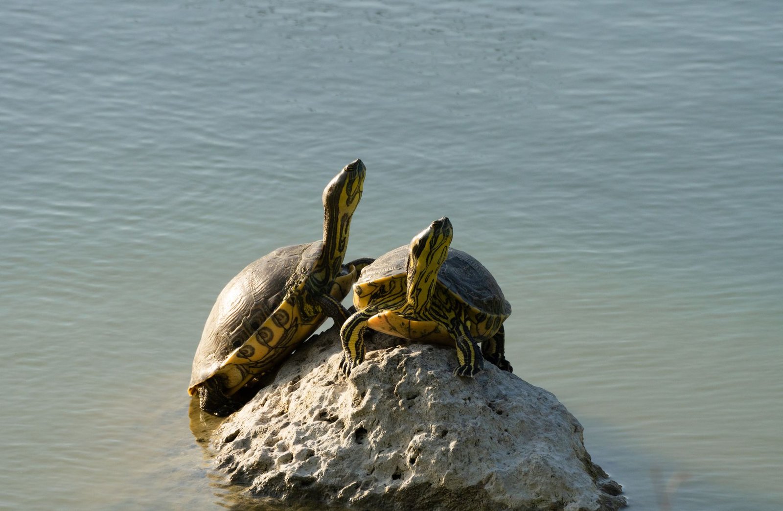 basking turtles on a rock by a serene lake